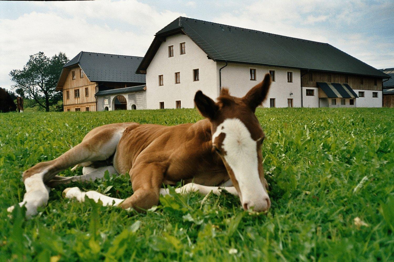 Espi-stables Esterhammer Liebenau (Upper Austria)