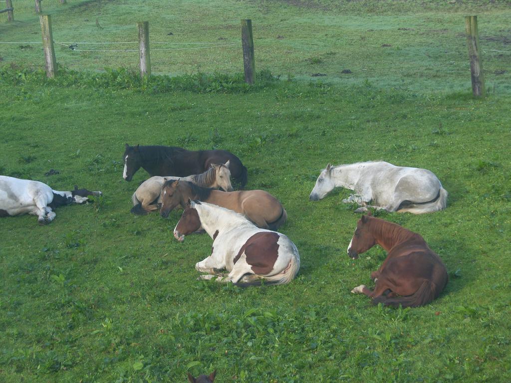 Farm stay Espi-stables Esterhammer