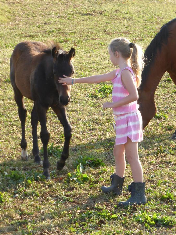 Espi-stables Esterhammer Farm stay